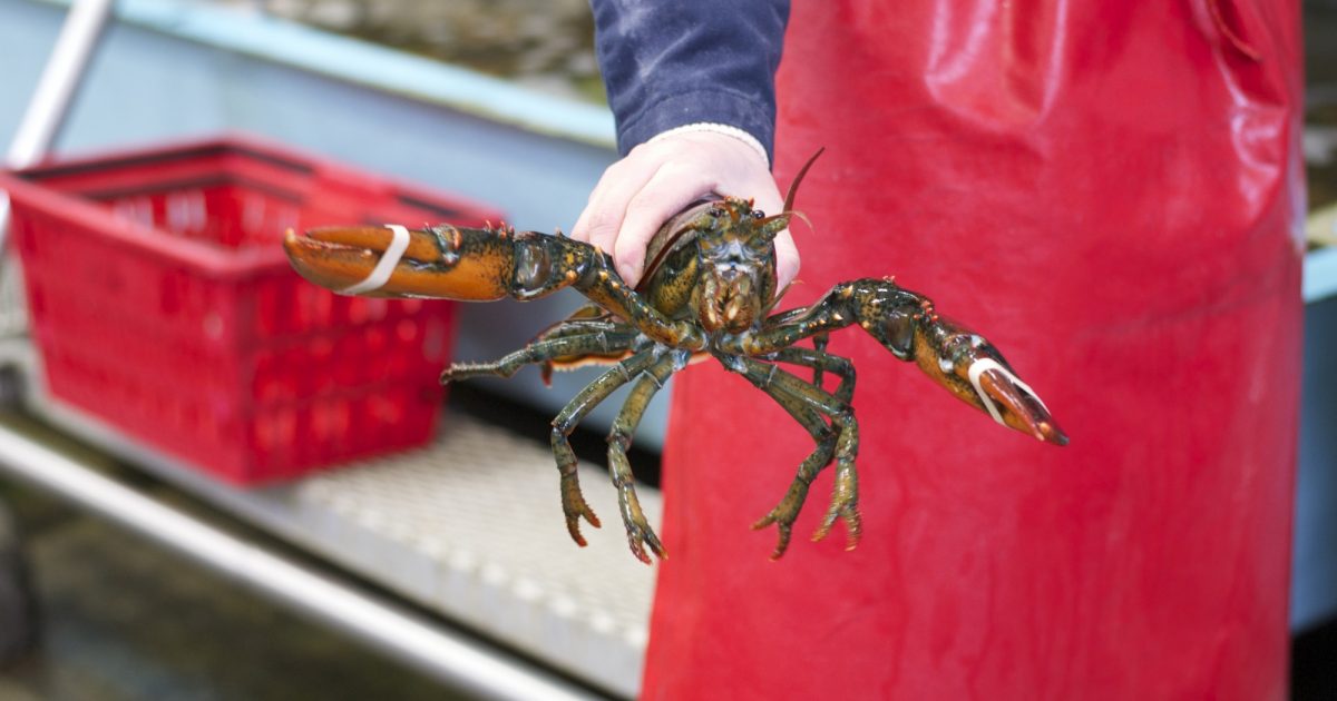 On the Grid The Lobster Man