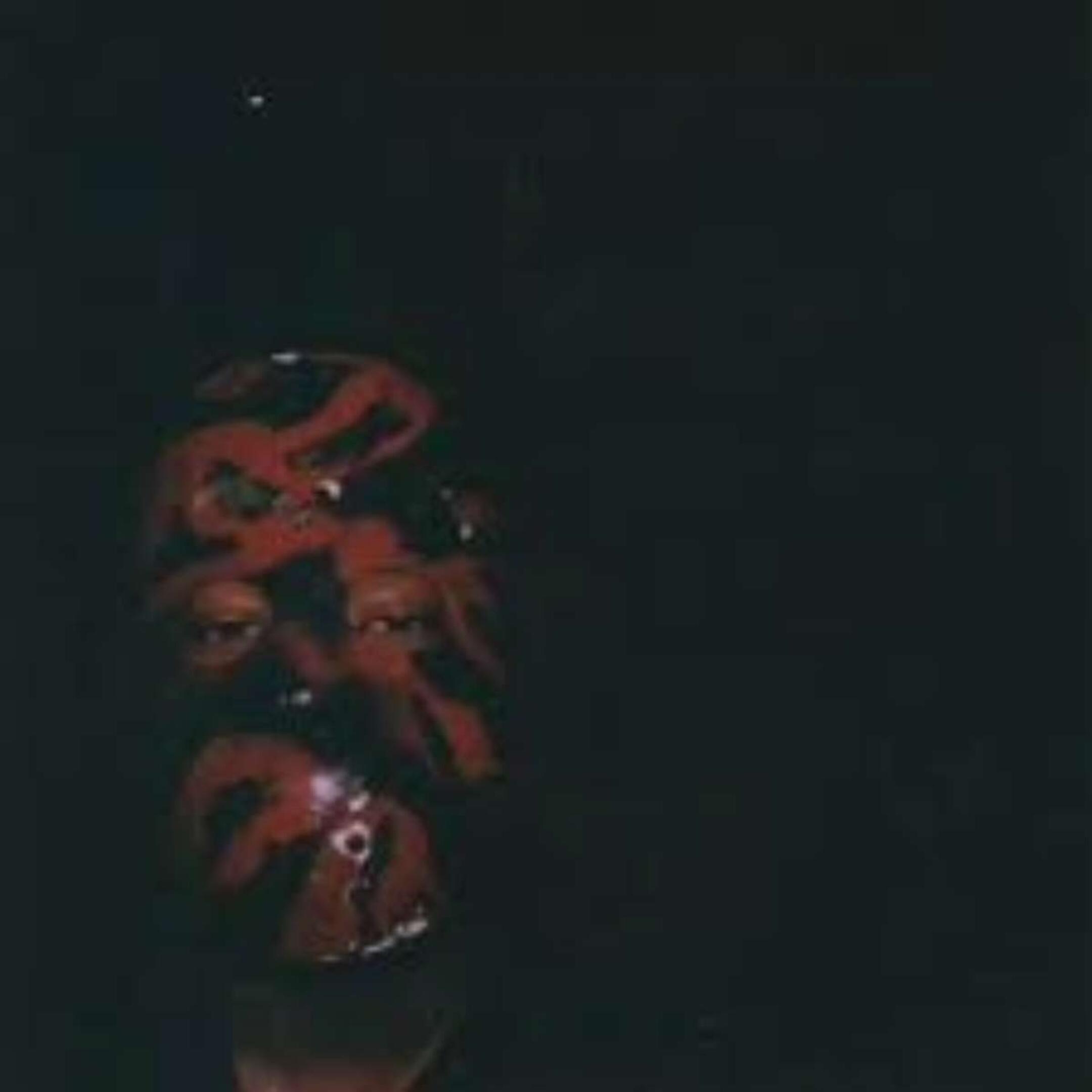 Mike Bandanna, Shravan Raghuram, The Feat, Slugscape, Morbid Circle, hungu