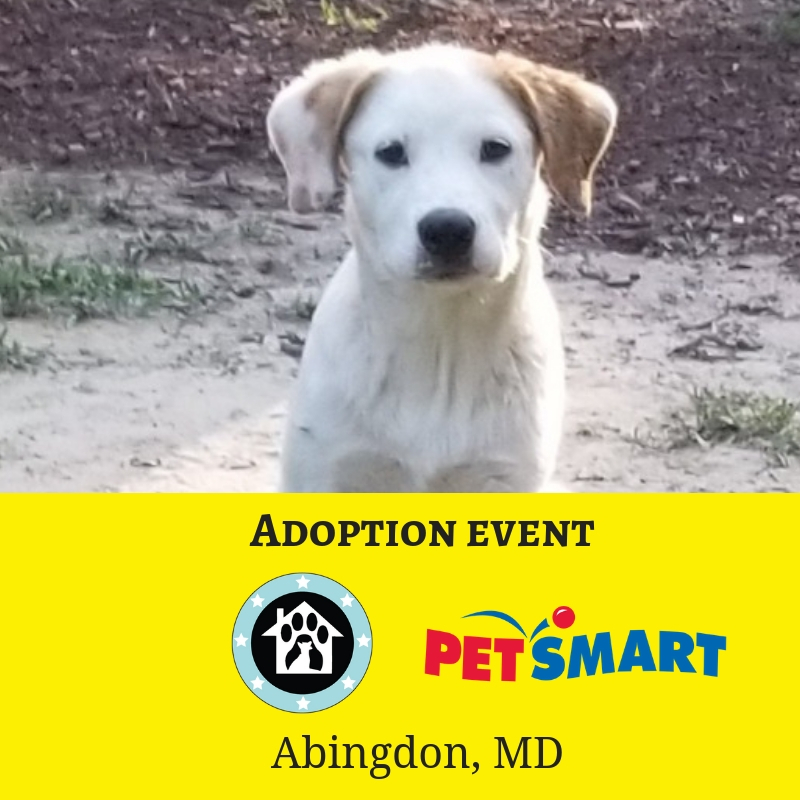 Operation Paws for Homes Events