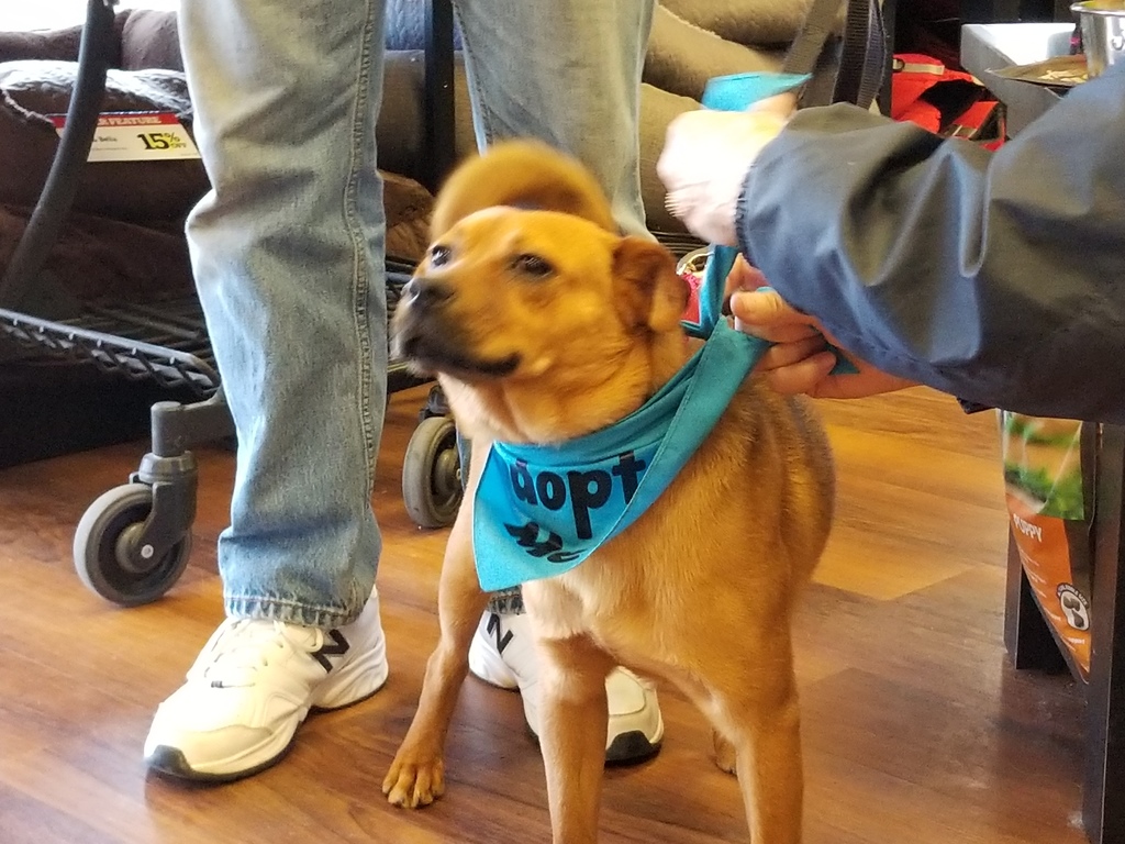 Operation Paws for Homes Events