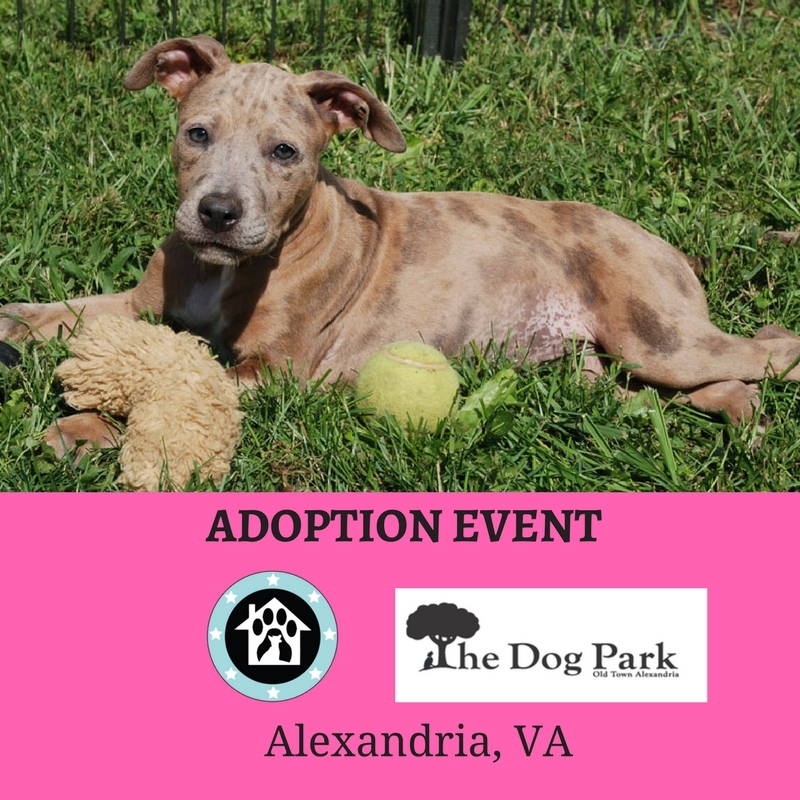 Operation Paws for Homes Events