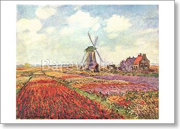 Tulip fields in Holland