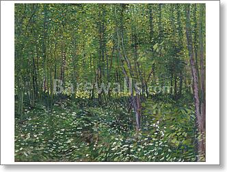 Trees and undergrowth