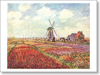 Tulip fields in Holland