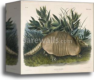 Nine-Banded Armadillo (Dasypus Peba)