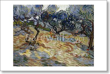 Olive Trees