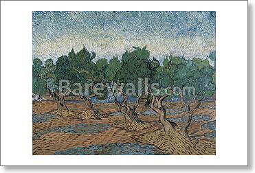 Olive grove