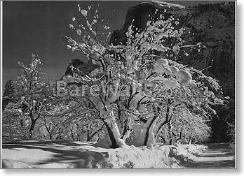 Trees with snow on branches, "Half Dome, Apple...