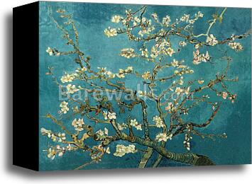 Almond Blossoms