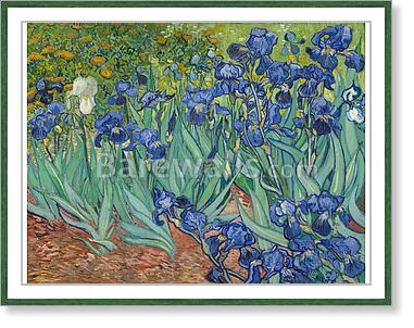 Irises