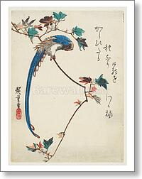 Blue magpie on maple branch