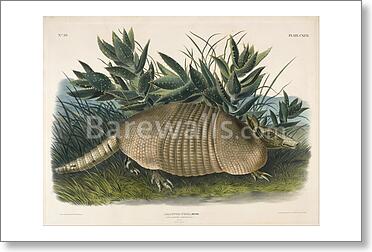 Nine-Banded Armadillo (Dasypus Peba)