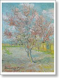 Flowering peach tree (Memory of Mauve)