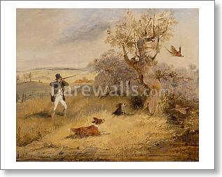Pheasant Shooting