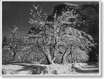 Trees with snow on branches, "Half Dome, Apple...