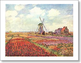 Tulip fields in Holland