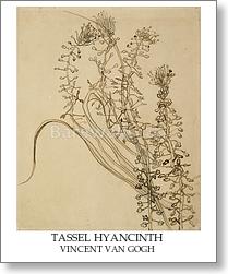 Tassel hyancinth