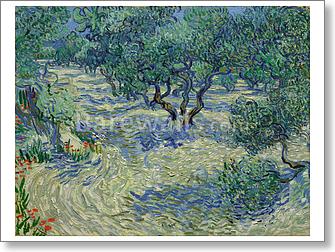 Olive Orchard / Olive Grove