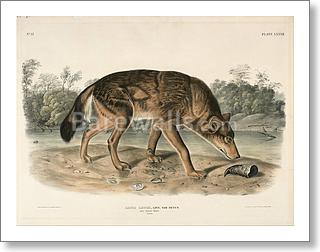 Red Texas Wolf (Canis Lupus)