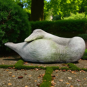 Swan Resting