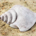 Beach Shell 16
