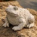 Croak Toad