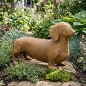 Dachshund Adult 12