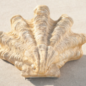 Shell Sconce