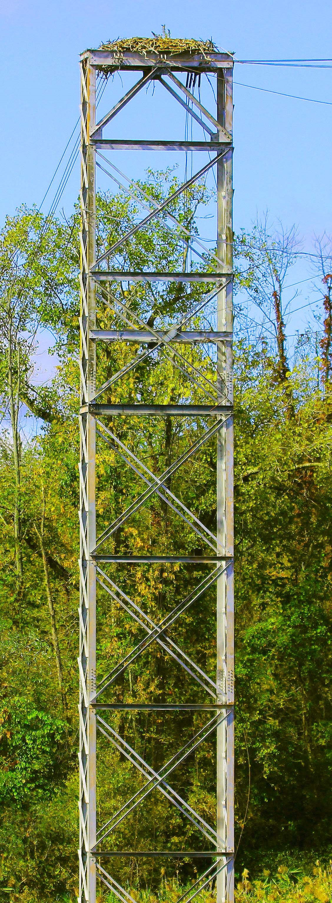 Welcome To The Cayuga Lake Osprey Trail