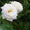 GC's white rose