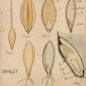 Barley.jpg