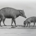 Astrolabe Babiroussa.jpg