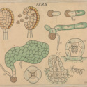 Fern A c 2.jpg
