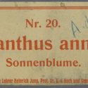 Helianthus annuus Nr29 Ad29.jpg