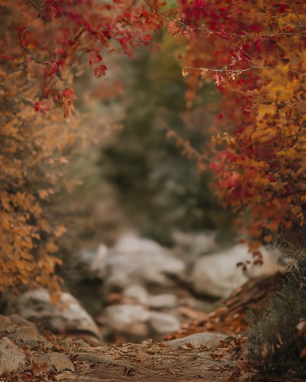 Current Backdrops 