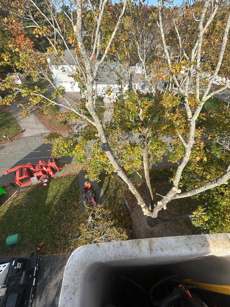 Top Notch Tree, Inc. - Rockland, MA