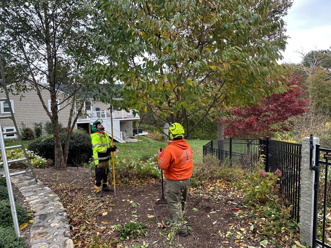 Top Notch Tree, Inc. - Rockland, MA
