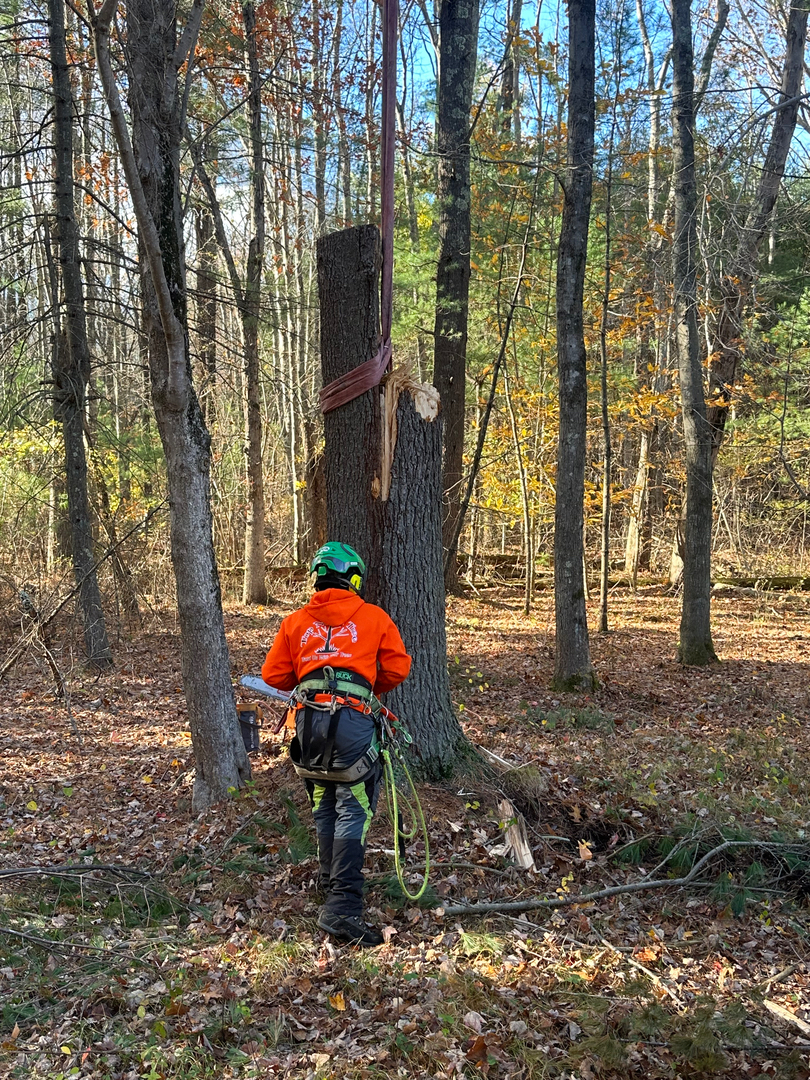 Top Notch Tree, Inc. - Rockland, MA