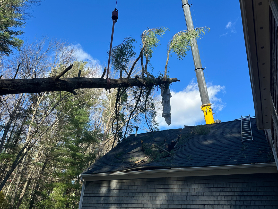Top Notch Tree, Inc. - Rockland, MA