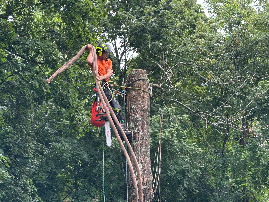 Top Notch Tree, Inc. - Rockland, MA