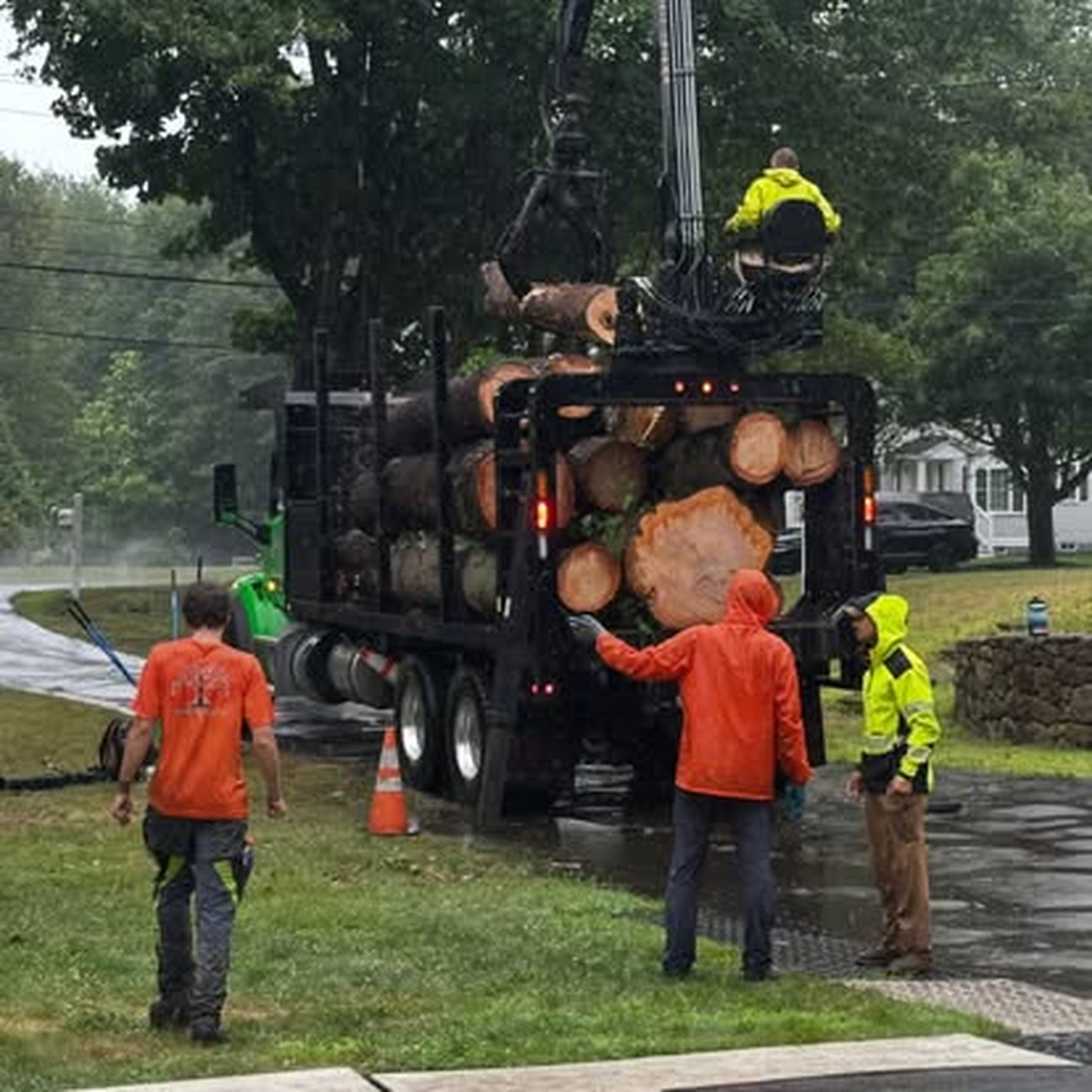 Top Notch Tree, Inc. - Rockland, MA