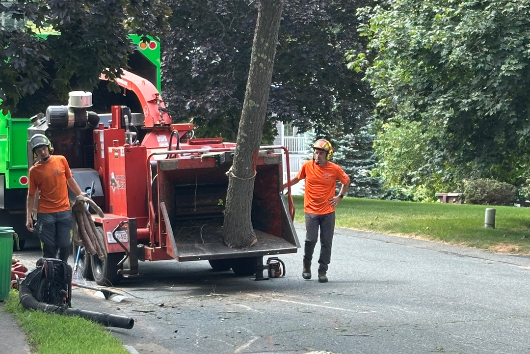 Top Notch Tree, Inc. - Rockland, MA