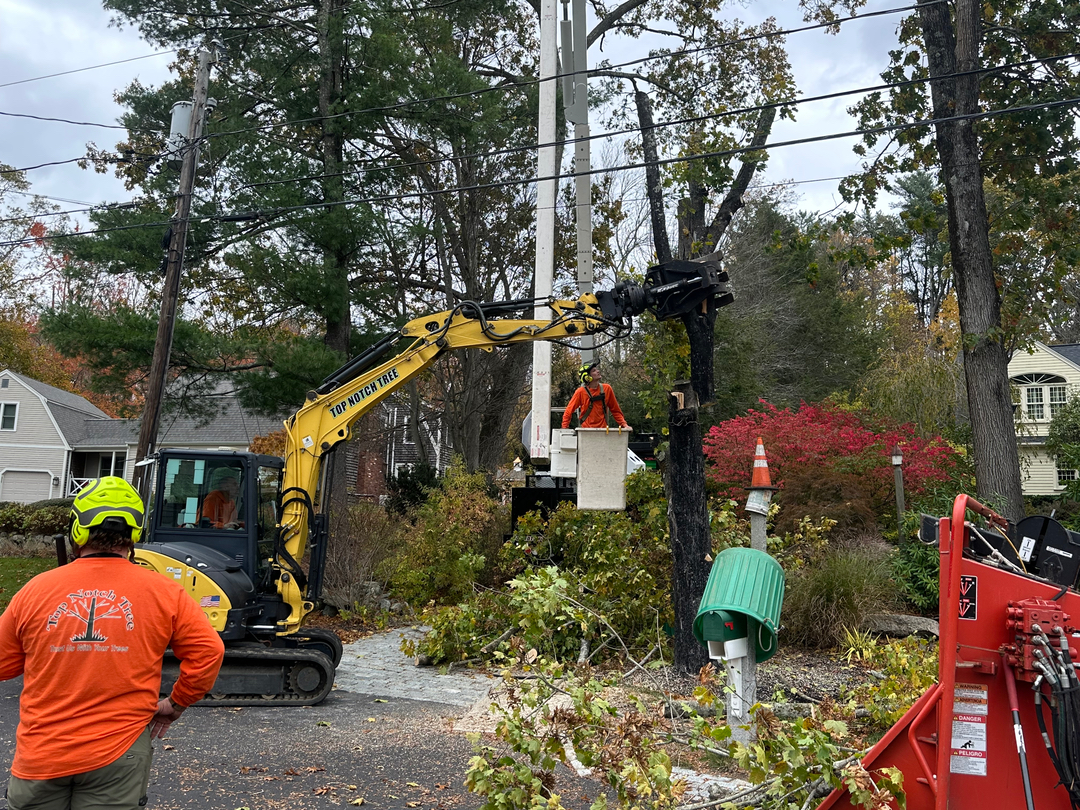 Top Notch Tree, Inc. - Rockland, MA