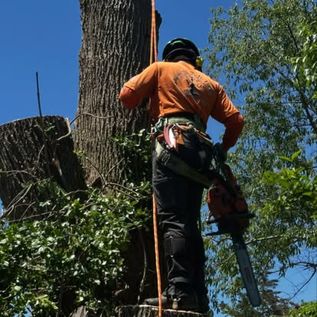Top Notch Tree, Inc. - Rockland, MA