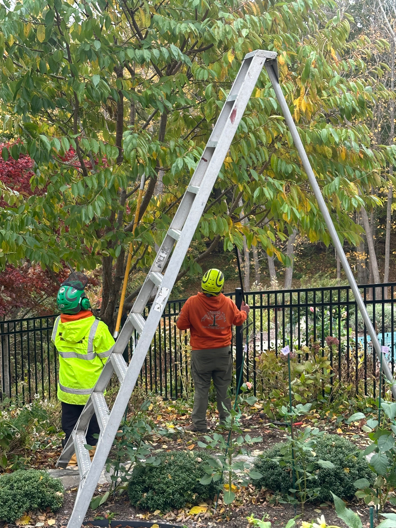 Top Notch Tree, Inc. - Rockland, MA