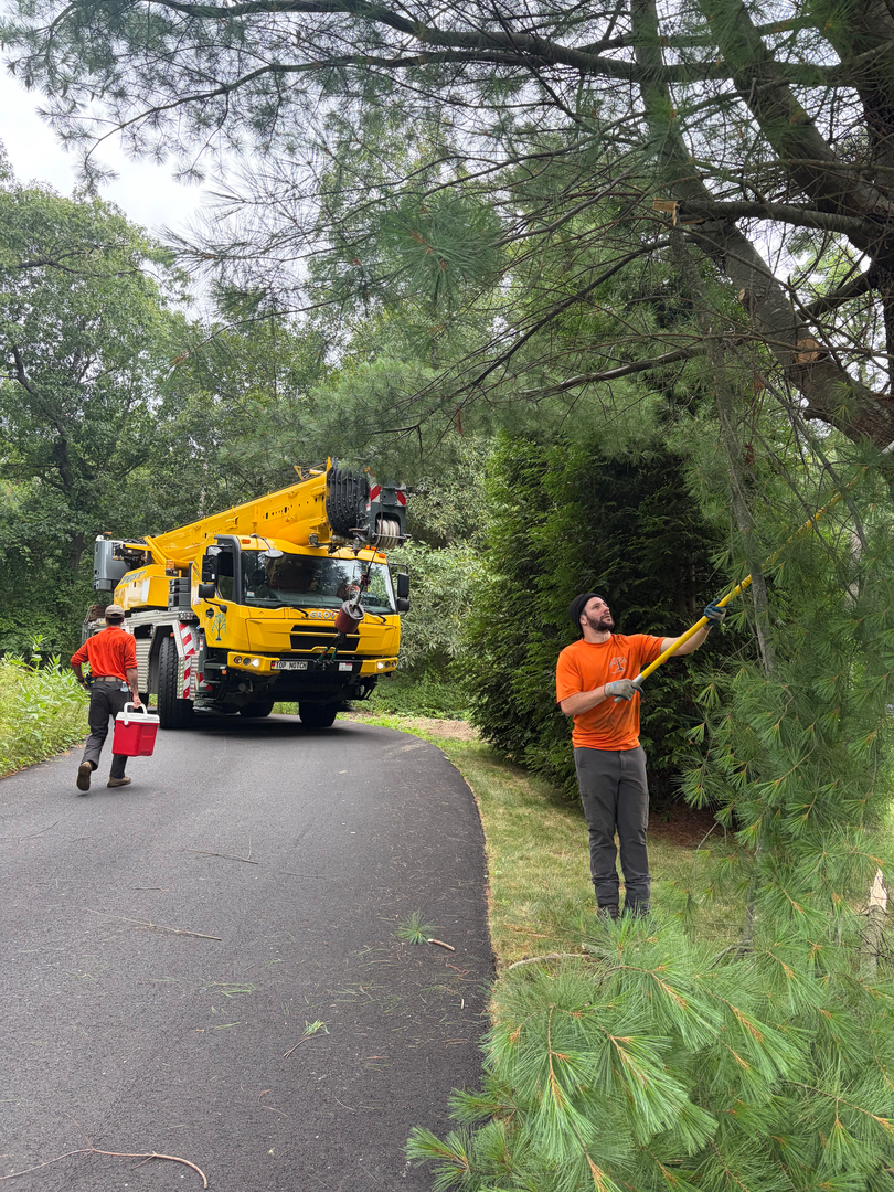 Top Notch Tree, Inc. - Rockland, MA