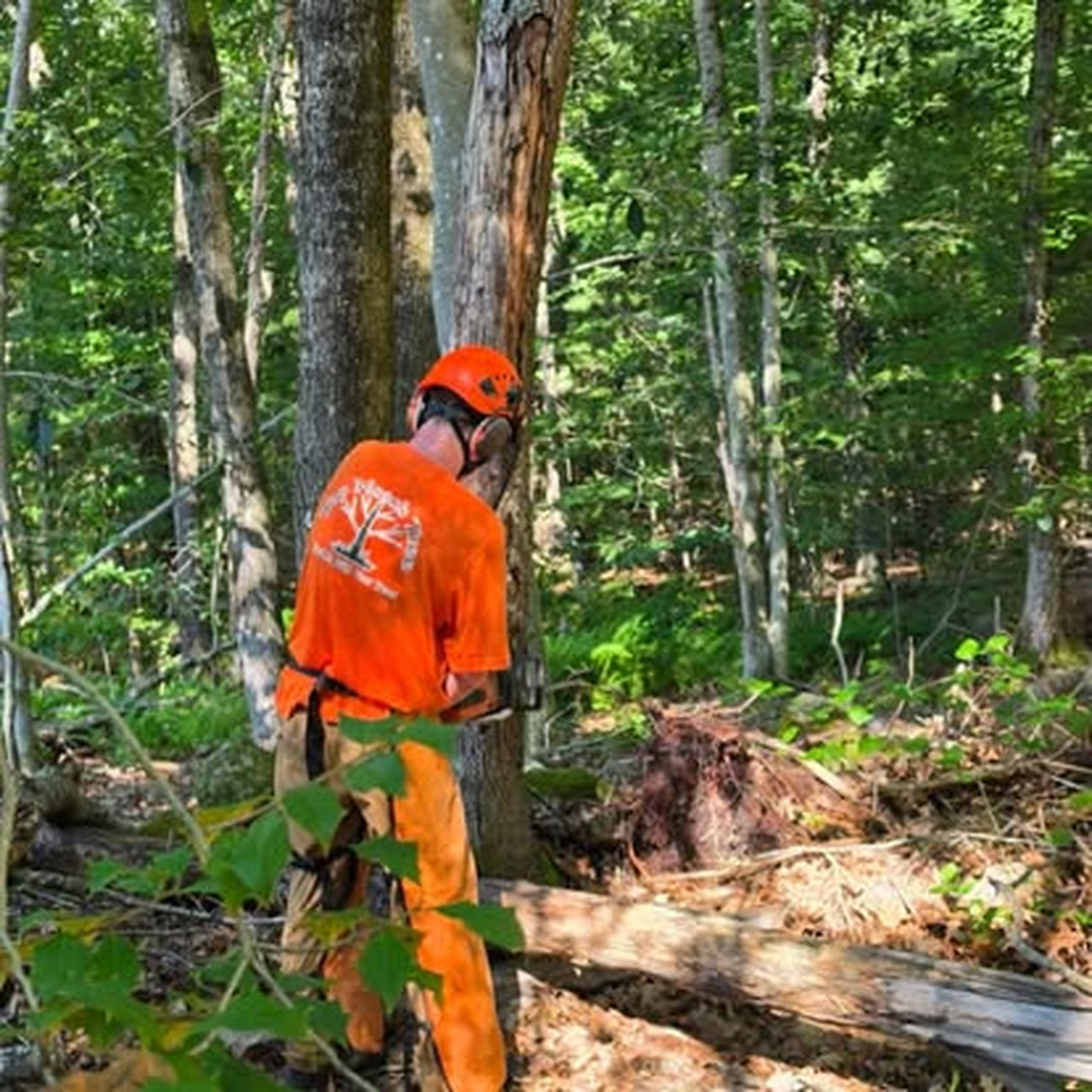 Top Notch Tree, Inc. - Rockland, MA