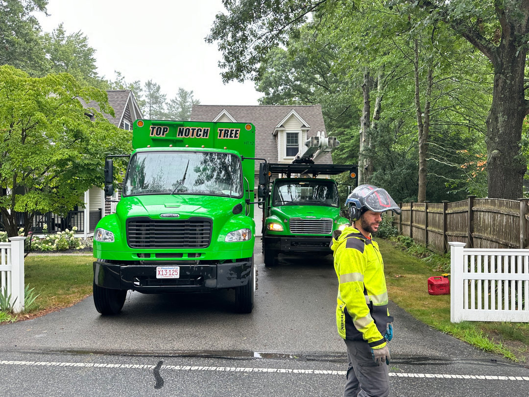 Top Notch Tree, Inc. - Rockland, MA