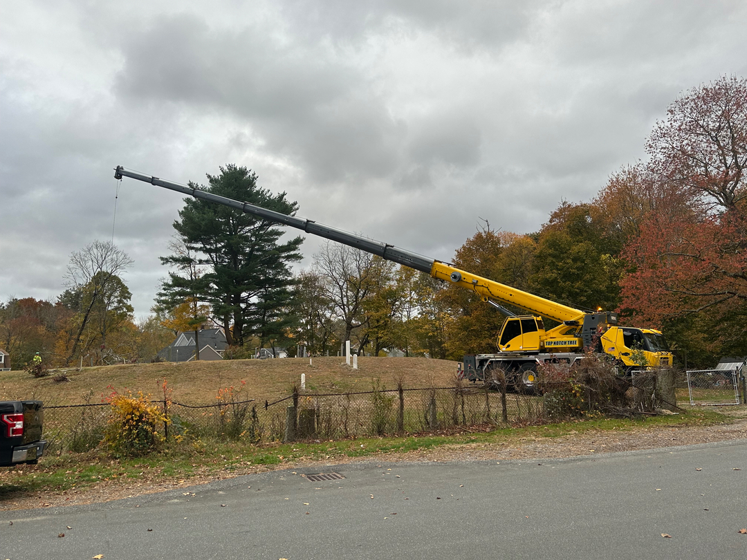 Top Notch Tree, Inc. - Rockland, MA