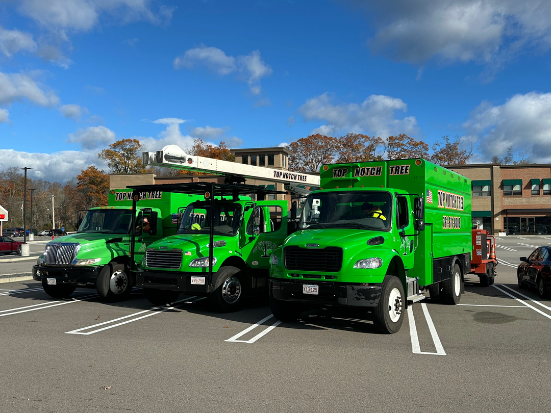 Top Notch Tree, Inc. - Rockland, MA